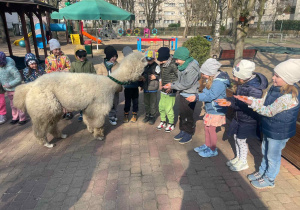 Spotkanie z Alpakami