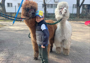 Spotkanie z Alpakami