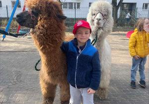 Spotkanie z Alpakami