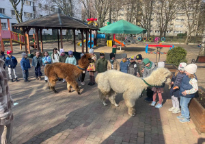 Spotkanie z Alpakami