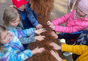 Spotkanie z Alpakami