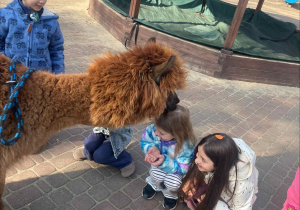 Spotkanie z Alpakami