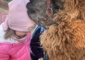 Spotkanie z Alpakami