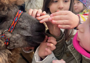 Spotkanie z Alpakami