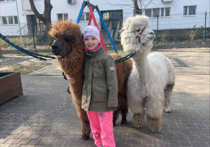 Spotkanie z Alpakami