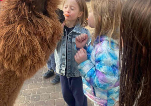 Spotkanie z Alpakami