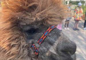 Spotkanie z Alpakami