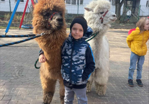 Spotkanie z Alpakami