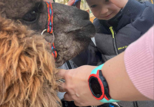 Spotkanie z Alpakami