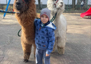 Spotkanie z Alpakami