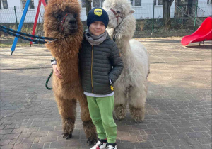 Spotkanie z Alpakami