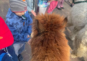 Spotkanie z Alpakami