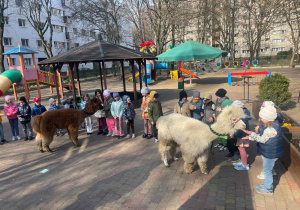 Spotkanie z Alpakami