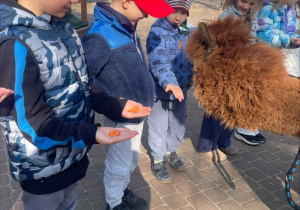 Spotkanie z Alpakami