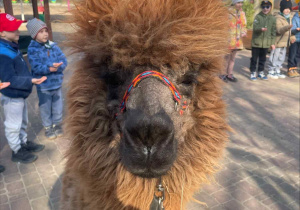 Spotkanie z Alpakami