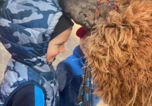 Spotkanie z Alpakami