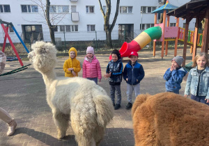 Spotkanie z Alpakami