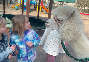 Spotkanie z Alpakami