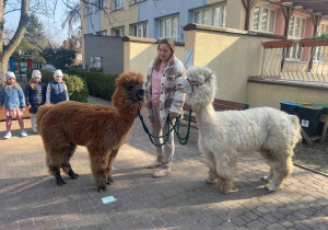 Spotkanie z Alpakami