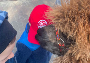 Spotkanie z Alpakami