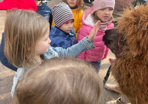 Spotkanie z Alpakami