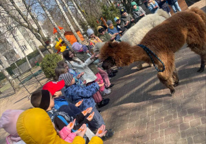 Spotkanie z Alpakami