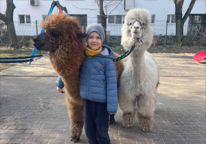 Spotkanie z Alpakami