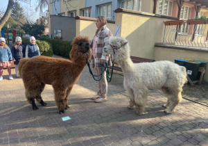 Spotkanie z Alpakami