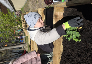 Liski zakładają własny warzywniak