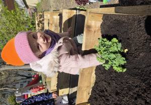 Liski zakładają własny warzywniak