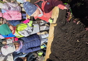 Liski zakładają własny warzywniak