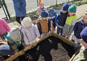 Liski zakładają własny warzywniak