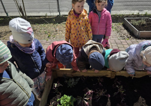 Liski zakładają własny warzywniak