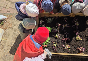 Liski zakładają własny warzywniak