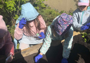 Zakłądamy ogródek warzywny