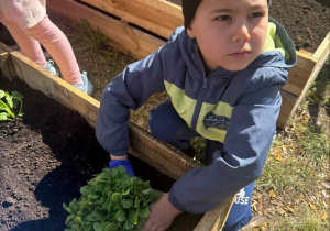 Zakłądamy ogródek warzywny