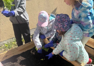 Zakłądamy ogródek warzywny