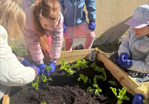 Zakłądamy ogródek warzywny