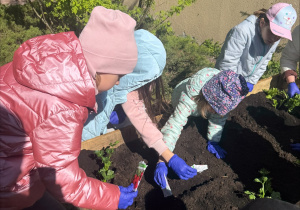 Zakłądamy ogródek warzywny