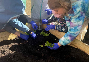 Zakłądamy ogródek warzywny