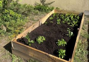 Zakłądamy ogródek warzywny