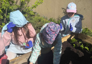 Zakłądamy ogródek warzywny