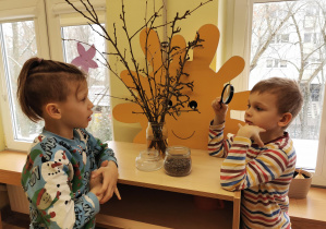 dwaj chłopcu obserwują gałązki drzew owocowych w kąciku przyrody