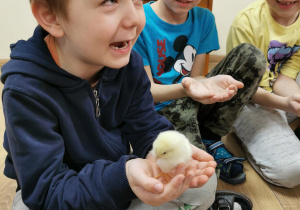 chłopiec trzyma w dłoniach żółtego kurczaczka