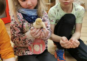 dziewczynka trzyma w dłoniach żółtego kurczaczka