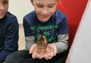 chłopiec trzyma w dłoniach czarnego kurczaczka