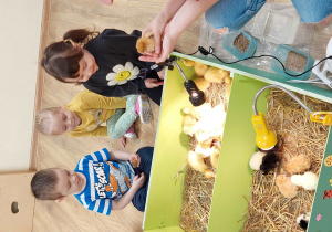 Dzieci obserwują pisklaki kur i kaczek w zagrodzie