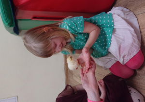 Dziewczynka trzyma w dłoniach kurczaka