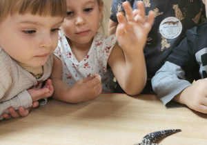 dzieci obserwują jaszczurkę