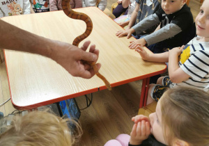 dzieci obserwują węża
